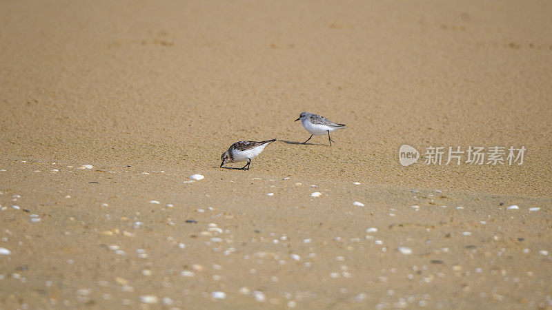 红脖子的限制(Calidris ruficollis)